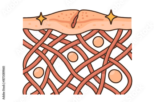 Skin structure showing blood vessels, cells, and tissue details with a clear visualization of layers and components