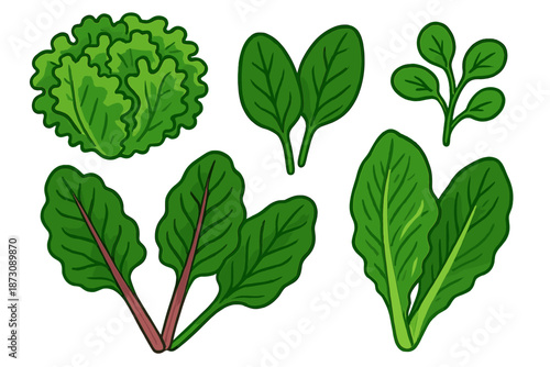 Different types of leafy greens found in a garden during the growing season