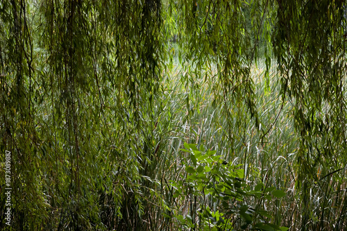 Green background with overhanging willow branches and dense green reeds rising from below.