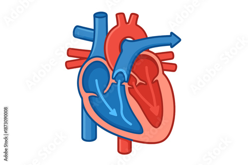 Detailed diagram showing human heart with arteries and veins in red and blue colors labeled for educational purposes