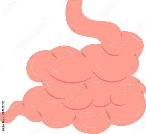 Human Small Intestine Anatomy Vector Illustration