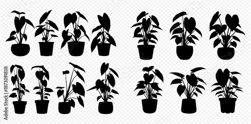 Silhouette Potted Plant Collection Diverse Array of Anthurium Plants for Interior Design and Botanical Studies from a Natural History Perspective