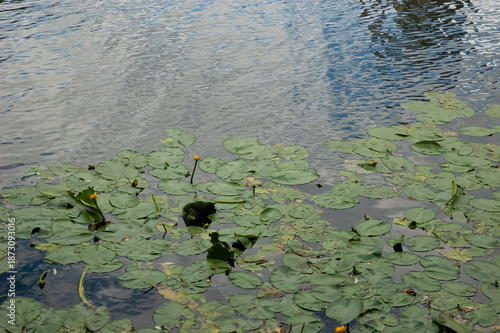 Lake with rippled water and water lilies featuring large green leaves and small yellow flowers.
