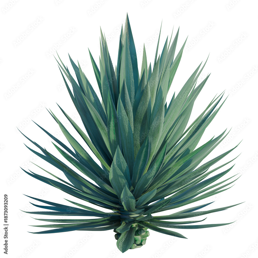 Fototapeta premium Agave rhodacantha tree, front view, cutout, transparent background, isolate, architecture visualization, Majestic Blue Agave Plant - A Stunning Desert Succulent for Your Design