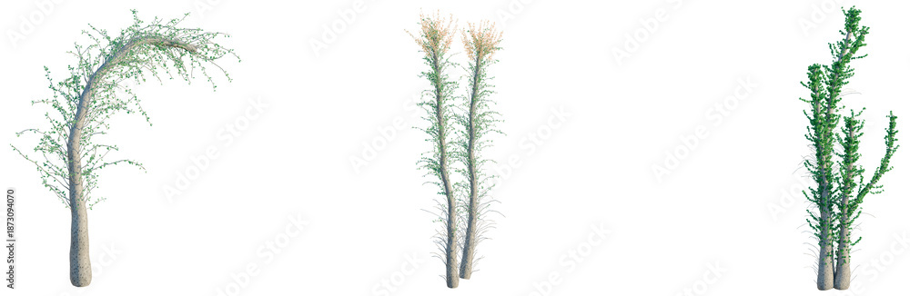 Naklejka premium Fouquieria columnaris tree, front view, cutout, transparent background, isolate, architecture visualization, Three lush green trees with delicate foliage, perfect for springtime designs.