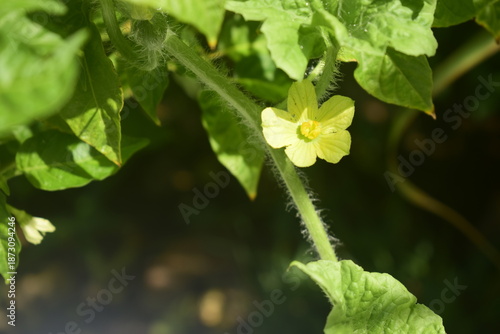 Flor de melancia amarela crescendo sobre outra planta e fundo escuro, desabrochar da planta