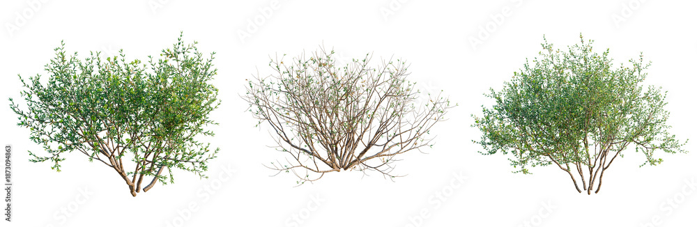 Obraz premium Larrea divaricata tree, front view, cutout, transparent background, isolate, architecture visualization, Three Willow Tree Branches with Green and Brown Foliage for Natural Designs