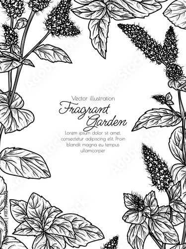Vector illustration of a bush of blooming mint in engraving style