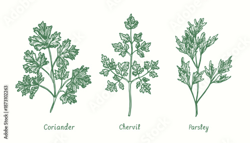 Dill, basil, mint culinary herb set.  Ink black and white doodle drawing in woodcut style