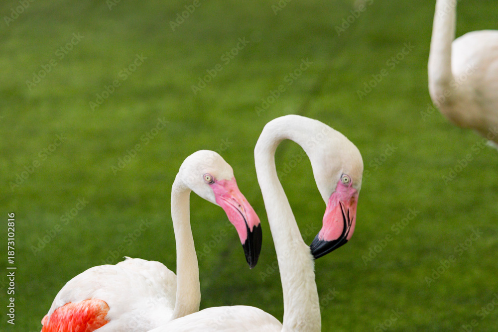 Naklejka premium Flamingo closeup at Singapore zoo