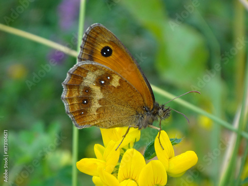 Εκτύπωση καμβά Hedge brown butterfly (Pyronia tithonus), also known as the gatekeeper, resting