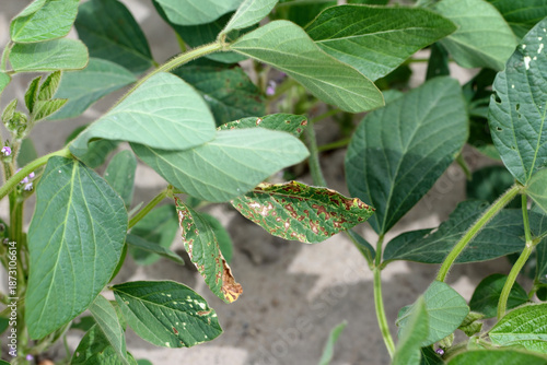 Soybeans in a field. Leaves showing symptoms of infection by a pathogen.