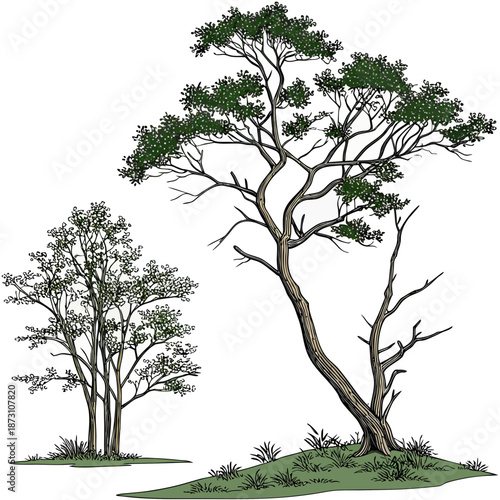 Illustration of Trees with Green Foliage and Bare Branches.