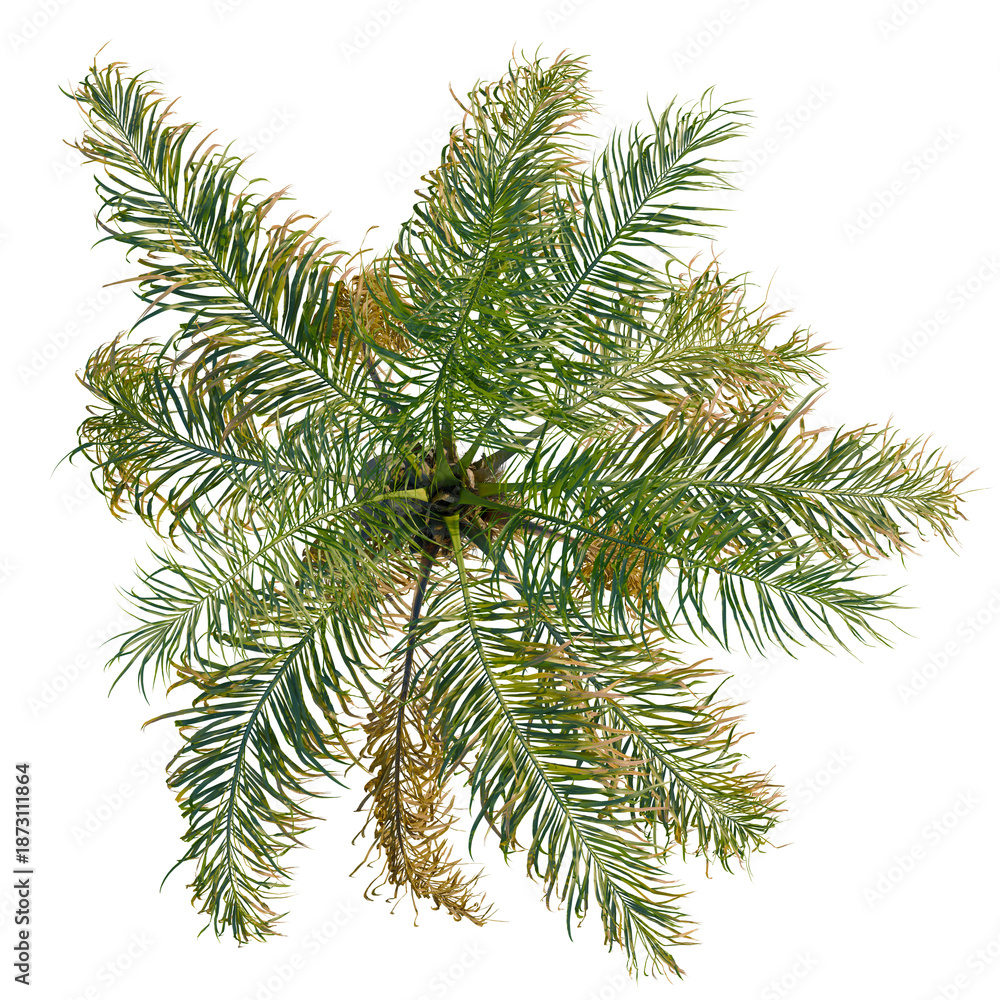 Obraz premium Syagrus romanzoffiana tree plan, top view, cutout, transparent background, isolate, Detailed close-up of a pine tree branch, showing texture and details of the needles.