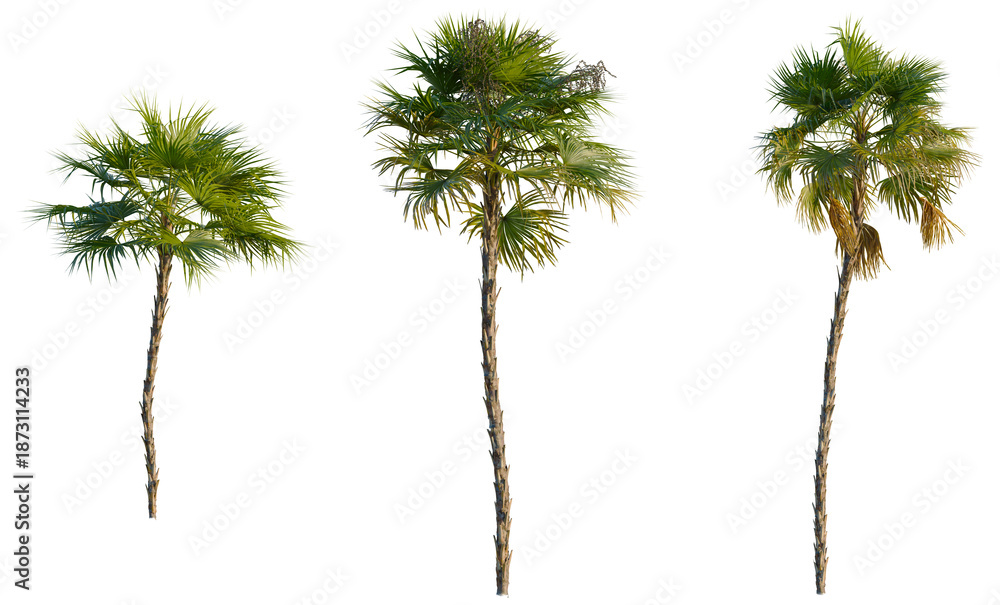 Fototapeta premium Acoelorrhaphe wrightii tree, front view, cutout, transparent background, isolate, Tall tree trunk texture, natural wood pattern, close-up of bark, forest background, detailed surface