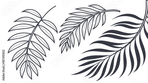 Vector Set of Tropical Palm Leaves: Outline and Solid Designs