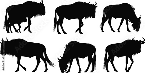 Wildebeest silhouette animal set showing walking and grazing poses, African safari wildlife vector illustration