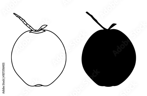 Tropical fruit icon, green coconut illustration in outline and silhouette style