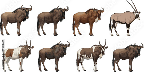 Wild wildebeest and oryx antelope character set, African safari animal vector illustration collection isolated on white