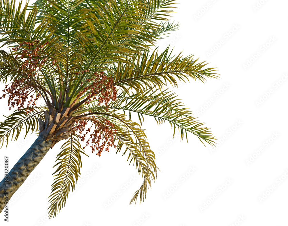 Fototapeta premium Phoenix sylvestris tree, corner view, cutout, transparent background, isolate, Palm tree with coconuts against the sky, beautiful tropical tree with fruits