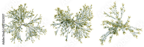 Foto Acacia podalyriifolia tree plan, top view, cutout, transparent background, isola