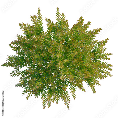 Εκτύπωση καμβά Austromyrtus tenuifolia tree plan, top view, cutout, transparent background, iso