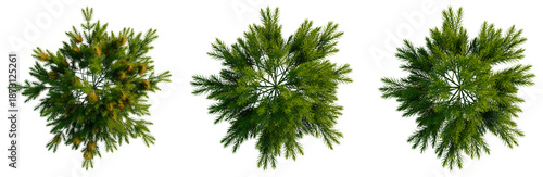 Banksia spinulosa ‘Cherry Candles tree plan, top view, cutout, transparent background, isolate, Detailed Pine Tree Branch with Needles, Realistic Evergreen Foliage, Nature Close-Up, High Resolution