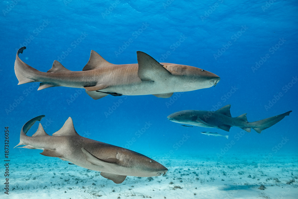 Fototapeta premium Nurse sharks swim in clear water near Bimini, Bahamas