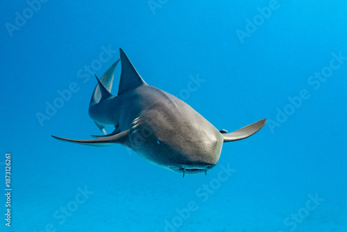 Nurse shark swimming in clear waters of Bimini