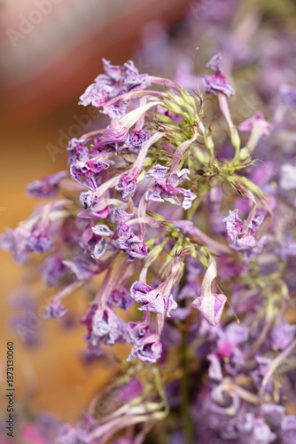 Wilting flowers of dried purple phloxes