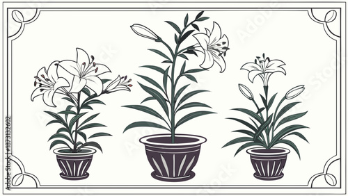 Elegant Lily Plants in Pots A Botanical Illustration.