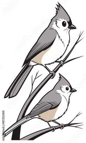 Two Tufted Titmice Perched on a Branch.