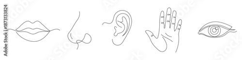 A set of the five human senses in a minimalist one-line art style: sight, hearing, smell, taste, and touch. Editable line art