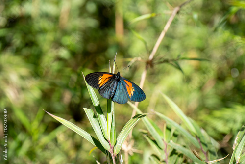 butterfly on flower