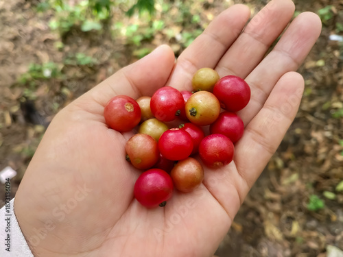 Hand Holding Fresh Coffee Cherries Harvested from Plantation Ground