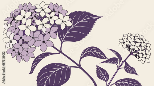 Elegant Hydrangea Illustration with Delicate Floral Details.
