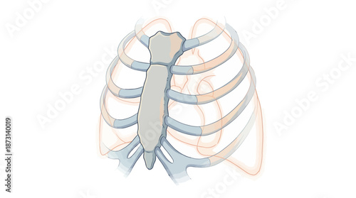 Human Rib Cage Structure Overview in Medical Graphics Style