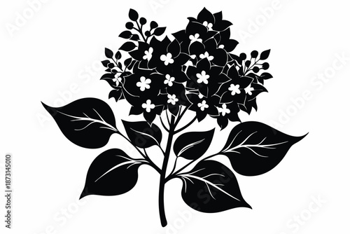 Detailed Lilac Flower Silhouette, Black and White Spring Floral Vector Illustration
