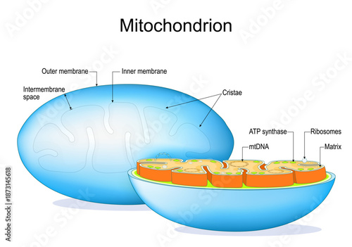 Mitochondrion anatomy. Cross section of Mitochondria