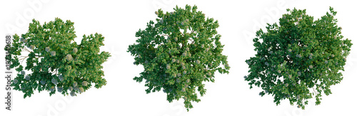 Angophora hispida tree plan, top view, cutout, transparent background, isolate, Detailed Green Spruce Tree with Branches, Pine Tree, Forest, Nature, Realistic 3D Rendering