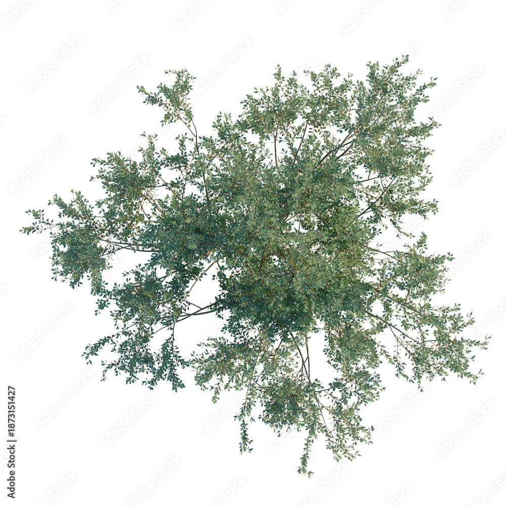 Obraz premium Eucalyptus Lehmannii tree plan, top view, cutout, transparent background, isolate, Detailed green plant branch, perfect for nature design or botanical background elements.