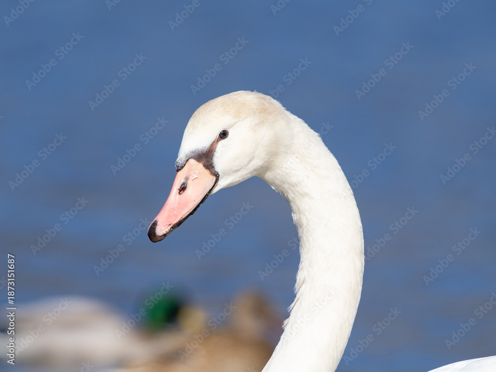 Obraz premium コブハクチョウポートレート