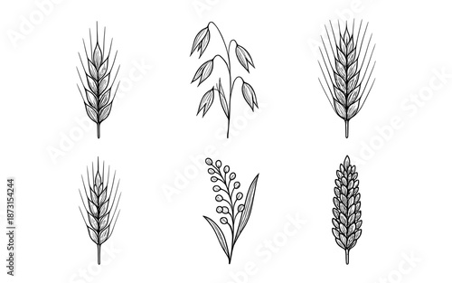 Collection of hand-drawn cereal grains and plants in black and white line art