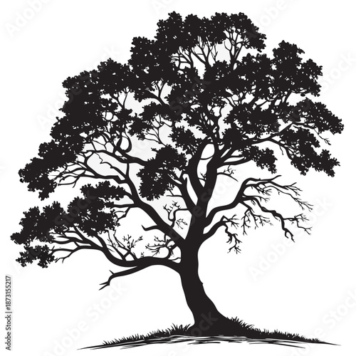 Silhouette of a majestic tree