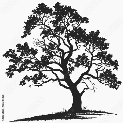 Silhouette of a majestic tree