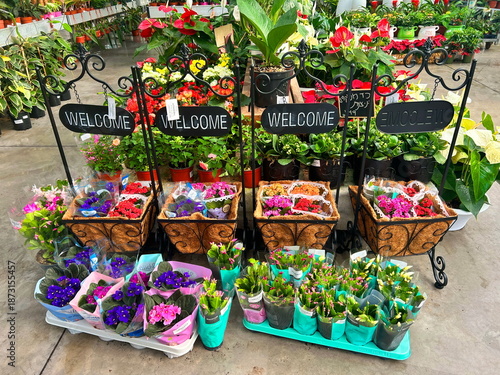 Greenhouse, plant store. Exotic plants in a greenhouse, nursery. Pots, flowers, bushes, palms, cacti.