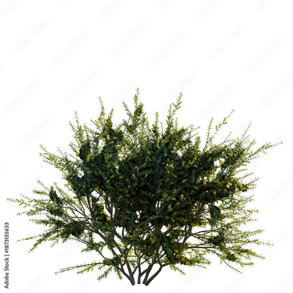 Fototapeta premium Acacia verticillata tree, front view, cutout, transparent background, isolate, Detailed close-up of lush green pine tree branches with needles, nature background