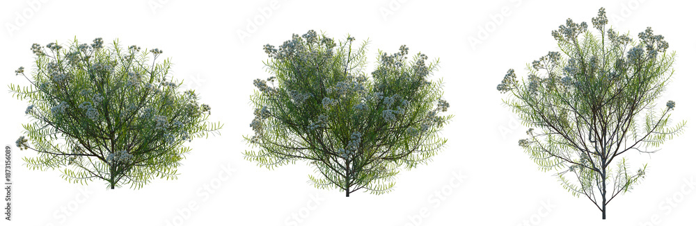 Obraz premium Cassinia aculeata tree, front view, cutout, transparent background, isolate, Detailed Green Tree Branch with Leaves, Natural Texture, Botanical Illustration, Springtime Foliage