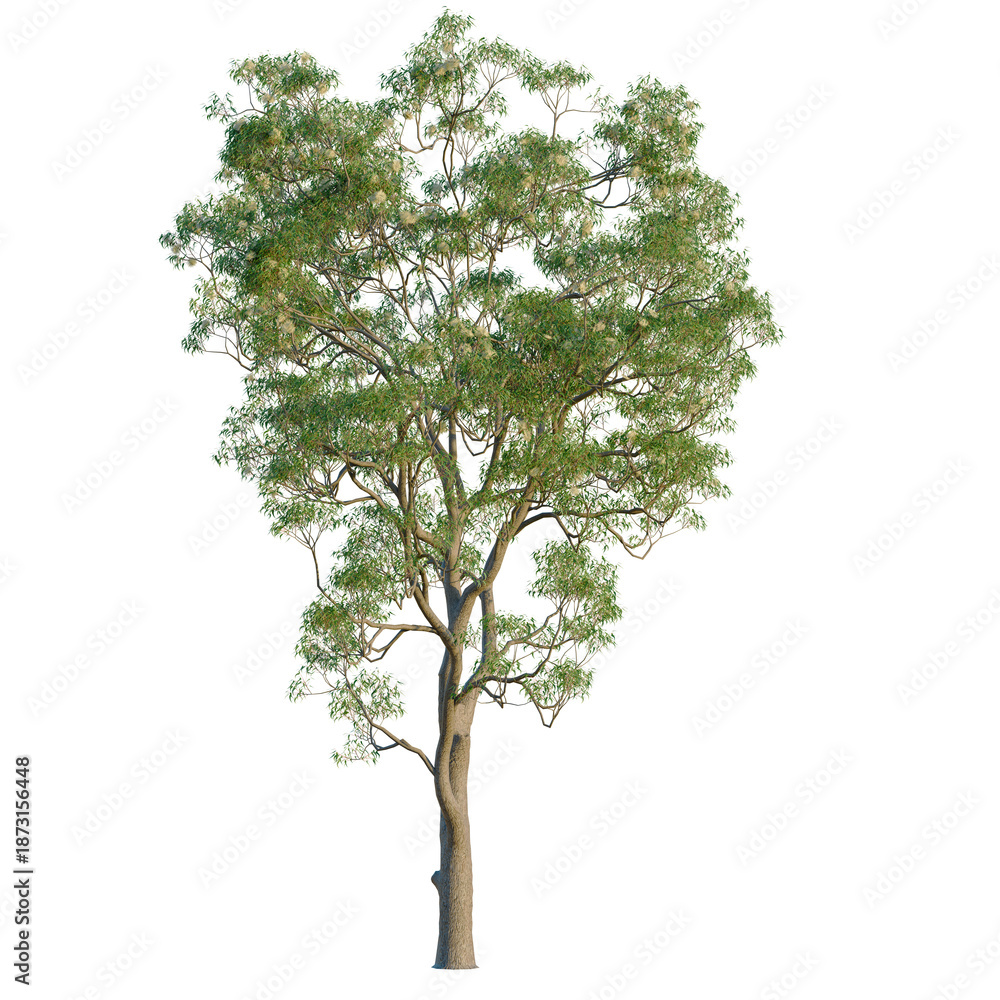 Fototapeta premium Corymbia eximia tree, front view, cutout, transparent background, isolate, Detailed aerial view of a lush green pine tree on a clear day, nature.