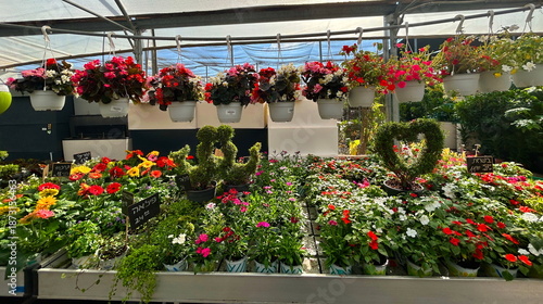 Greenhouse, plant store. Exotic plants in a greenhouse, nursery. Pots, flowers, bushes, palms, cacti.